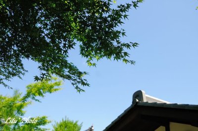 DSC_3225.jpg