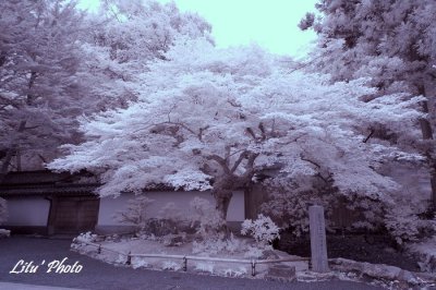 DSC_5294.jpg
