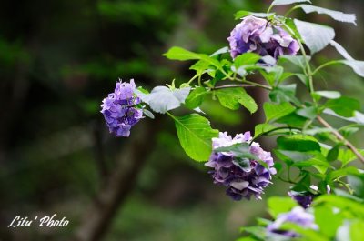 DSC_5405.jpg