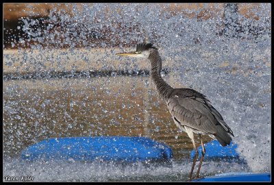 Grey Heron