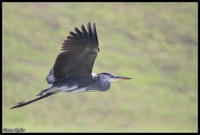 Grey Heron