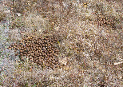 Moose Droppings