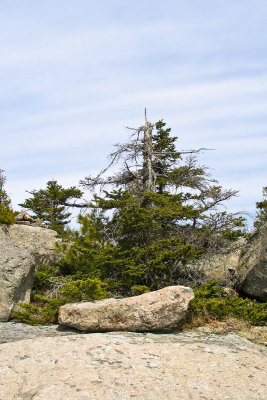 Stunted Tree at Summit