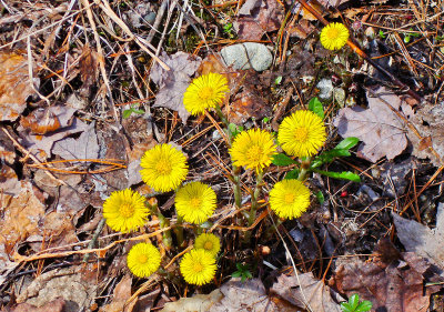Unknown Yellow Wild Flower