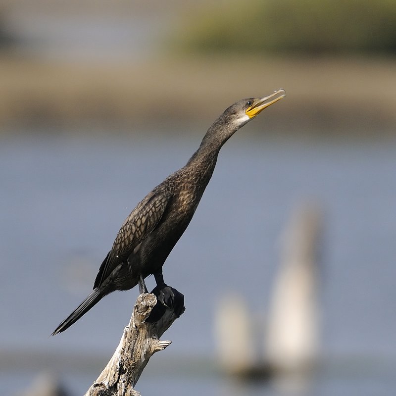 Little Cormorant