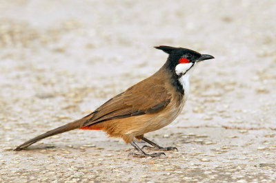 Credted Bulbul