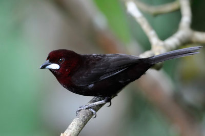 Silver-beaked Tanager