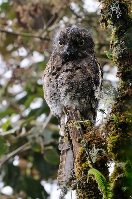 Andean Potoo