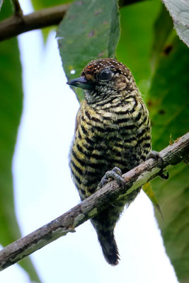 Lafresnayes Piculet
