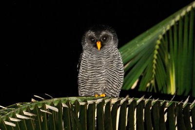 Black-banded Owl