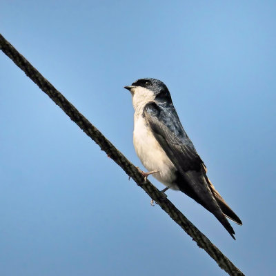 Blue-and-white Swallow