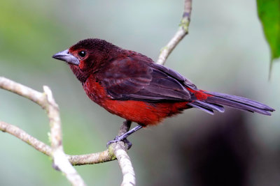 Silver-beaked Tanager female