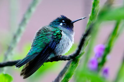 Violet-headed Hummingbird