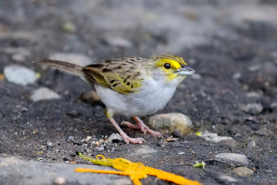 Yellow-browed Sparrow