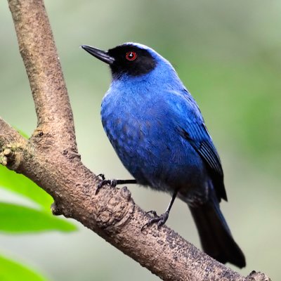 Masked Flowerpiercer