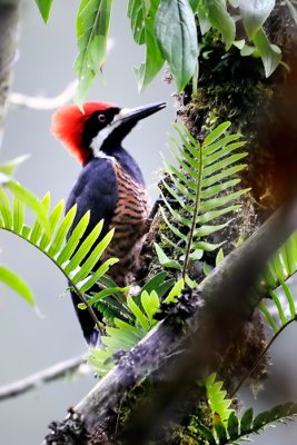 Powerful Woodpecker male