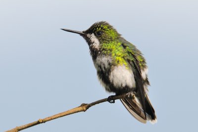 Green Thorntail female