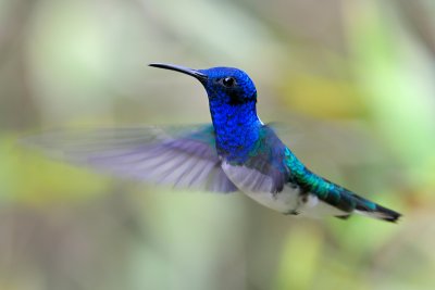 White-necked Jacobin