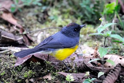 Slate-throated Whitestart