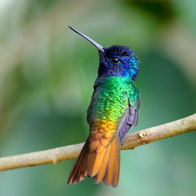 Golden-tailed Sapphire