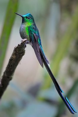 Violet-tailed Sylph