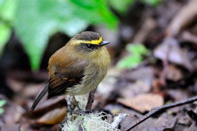 Yellow-bellied Chat Tyrant