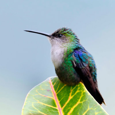 Green-Crowned Woodnimph female