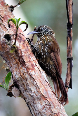 Moutain Woodcreeper