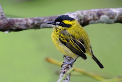 Yellow-browed Tody -flycatcher