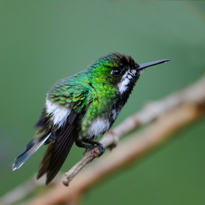 Black-bellied Thorntail - female