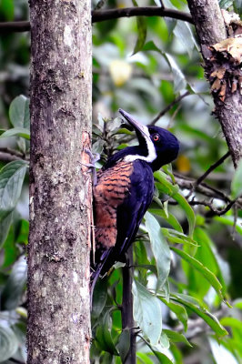 Powerful Woodpecker female