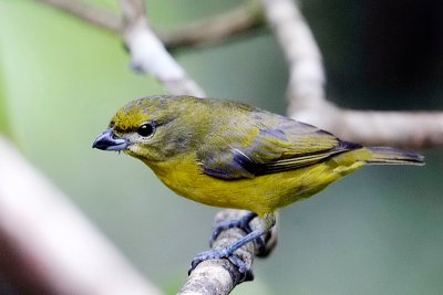 Thick-billed Euphonia - female