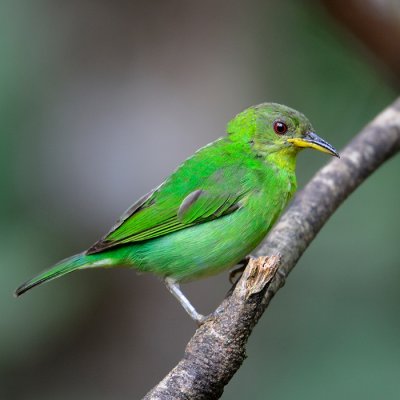 Green Honeycreeper - female