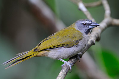 Buff-throated Saltator