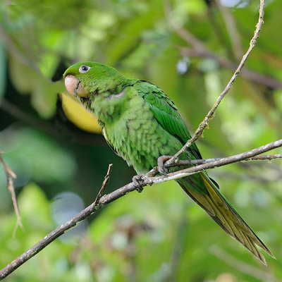 White-eyed Parakeet