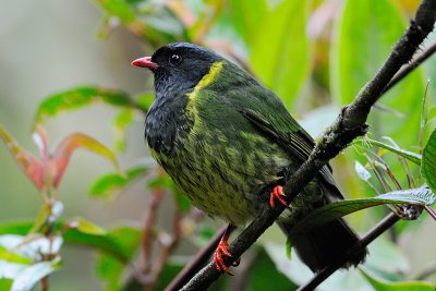 Green and black Fruiteater
