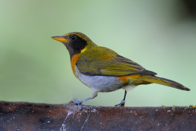 Guira Tanager