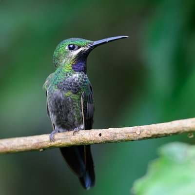 Black-throated Brilliant