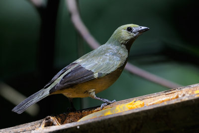 Palm Tanager