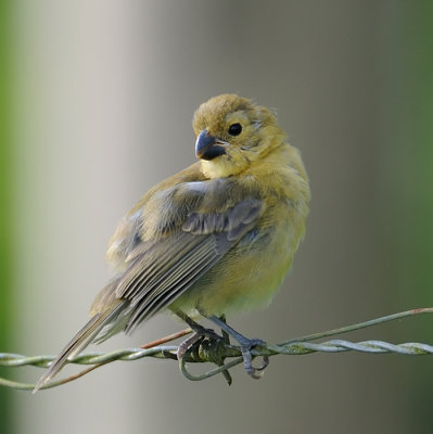 Saffron Finch juvenile