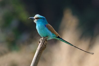 Abyssinian Roller