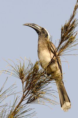 African-Grey Hornbill