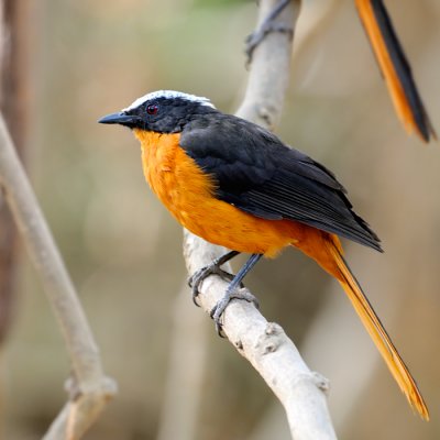 White-crowned Robin-chat