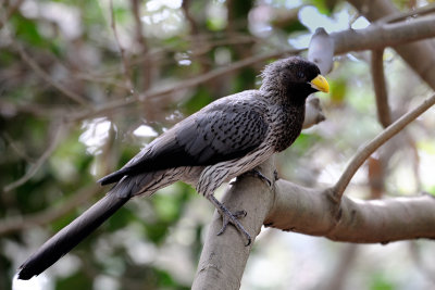 Western Grey Plaintain-eater