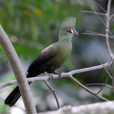 Green Turaco