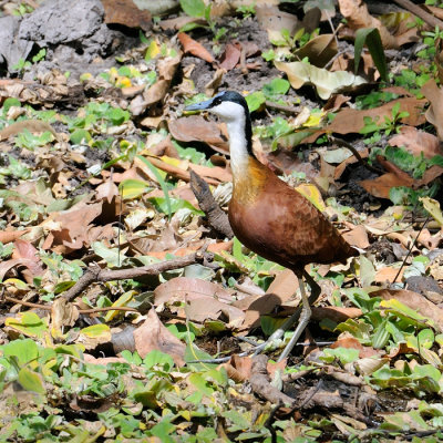 African Jacana