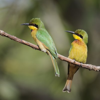 Little Bee-eater