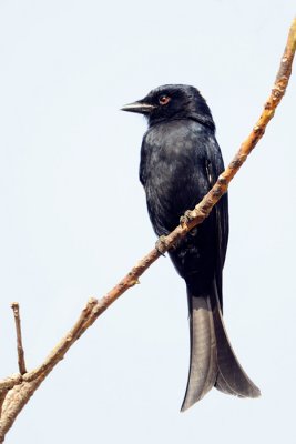 Fork-tailed Drongo