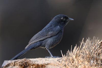 Northern-Black Flycatcher