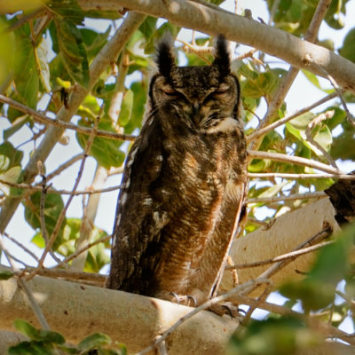 Greyish Eagle-Owl 